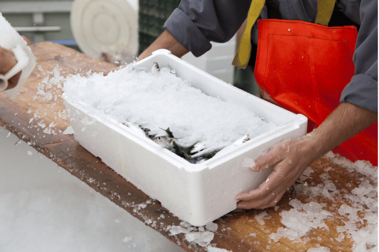 Fresh fish being packed in ice